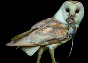 owl catching a rat for dinner