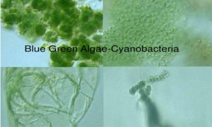 Blue green alagae Cyano bacteria