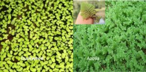 Duckweed and Azolla