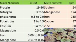 Nutrients make Azolla an organic farmer's friend