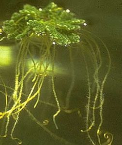 floating leaf and roots of Azolla