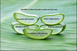 Aloe Vera for Hair 