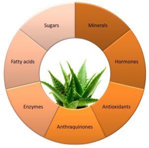 Nutreints in aloevera