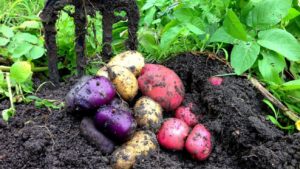 Earthworm is good sources of homemade compost 