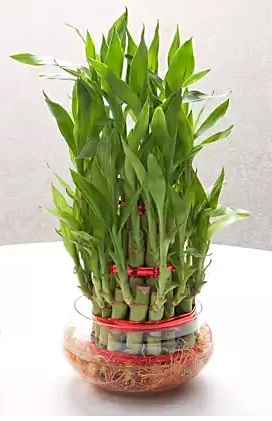 Dracaena species known as lucky bamboo looks beautiful