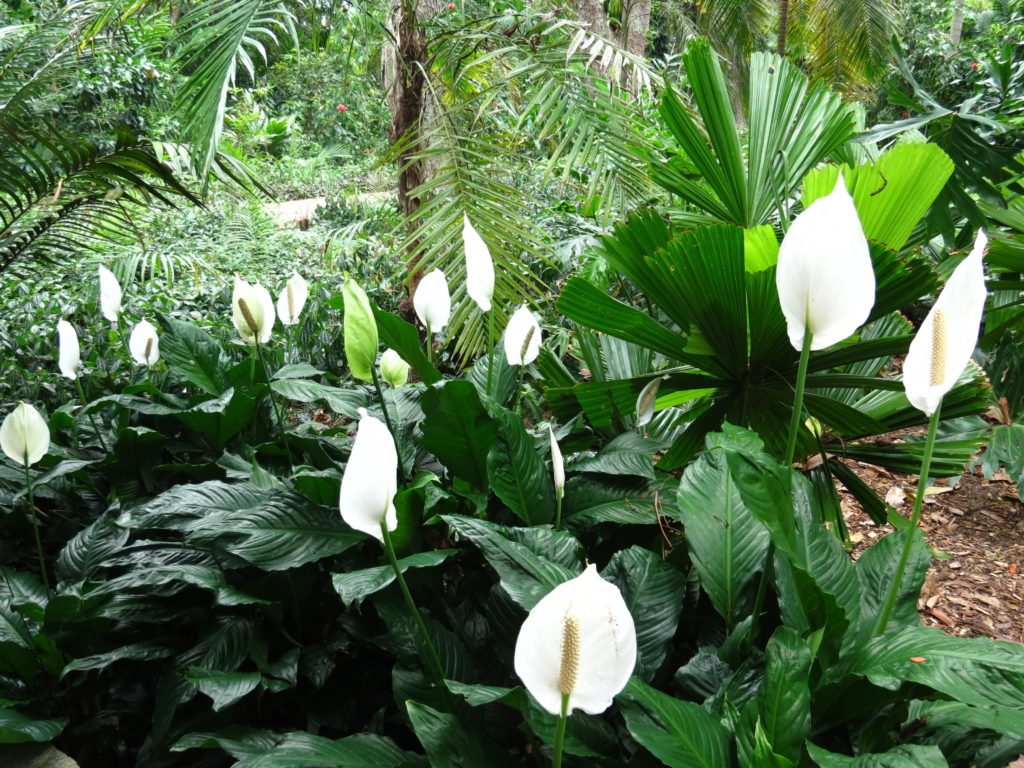 Peace lily bush keeps the environment free of toxins