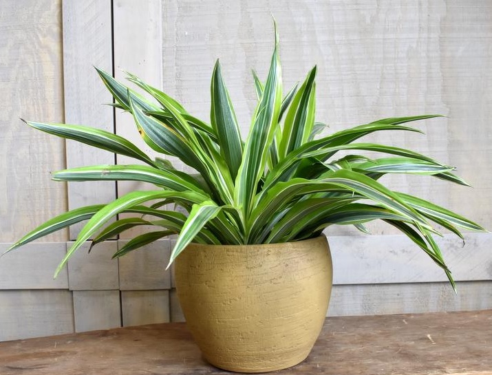 Dracaena helps keep the environment pure